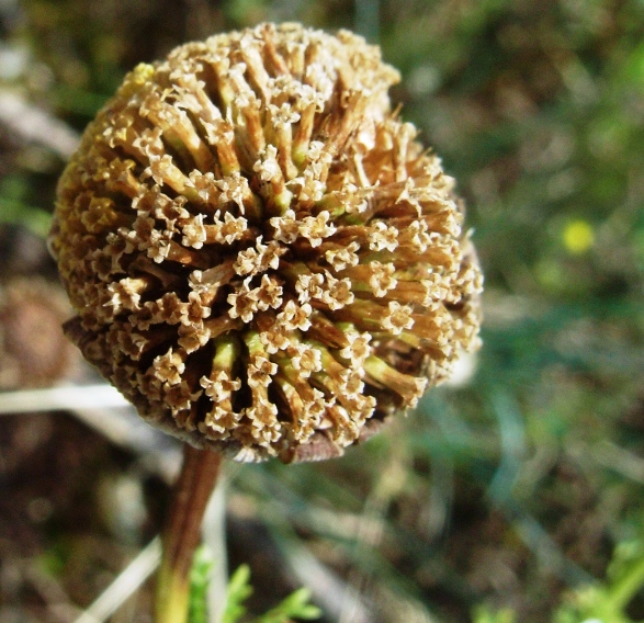 Anthemis?